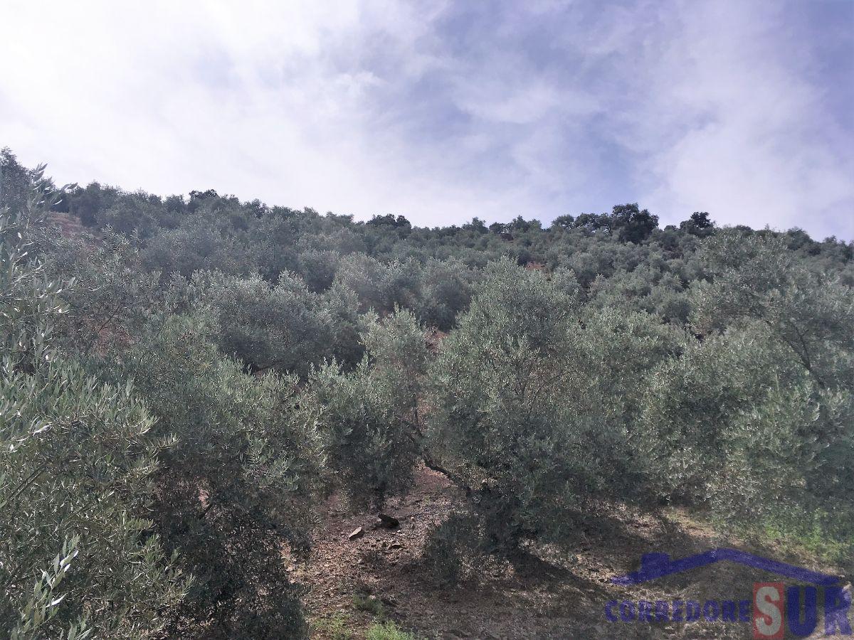 For sale of rural property in Montoro