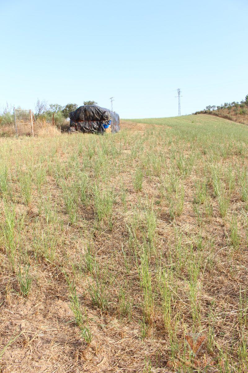 For sale of rural property in Valverde del Fresno