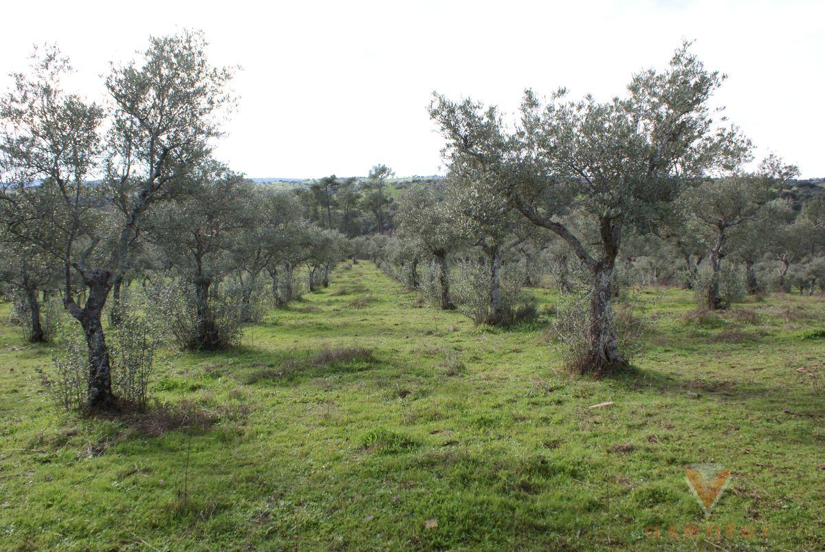 For sale of land in Valverde del Fresno