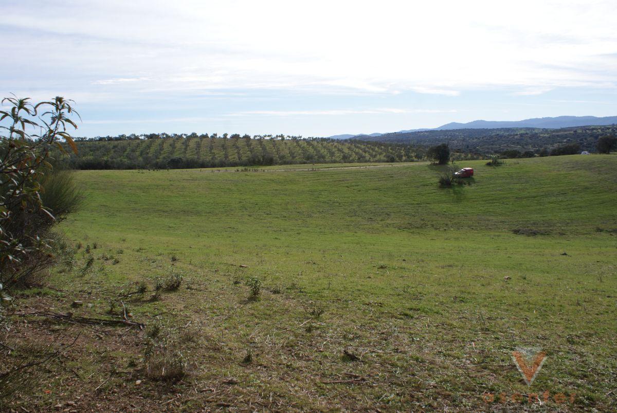 For sale of land in Valverde del Fresno
