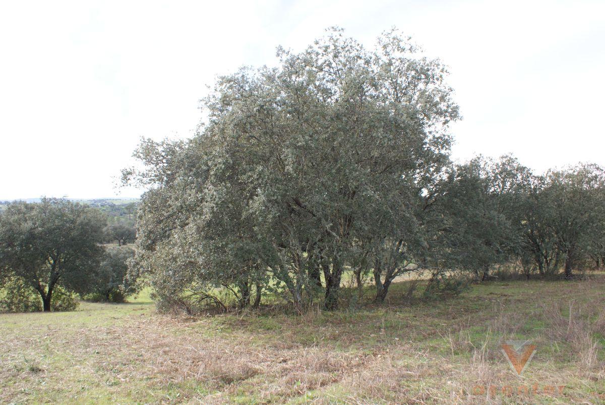 For sale of land in Valverde del Fresno