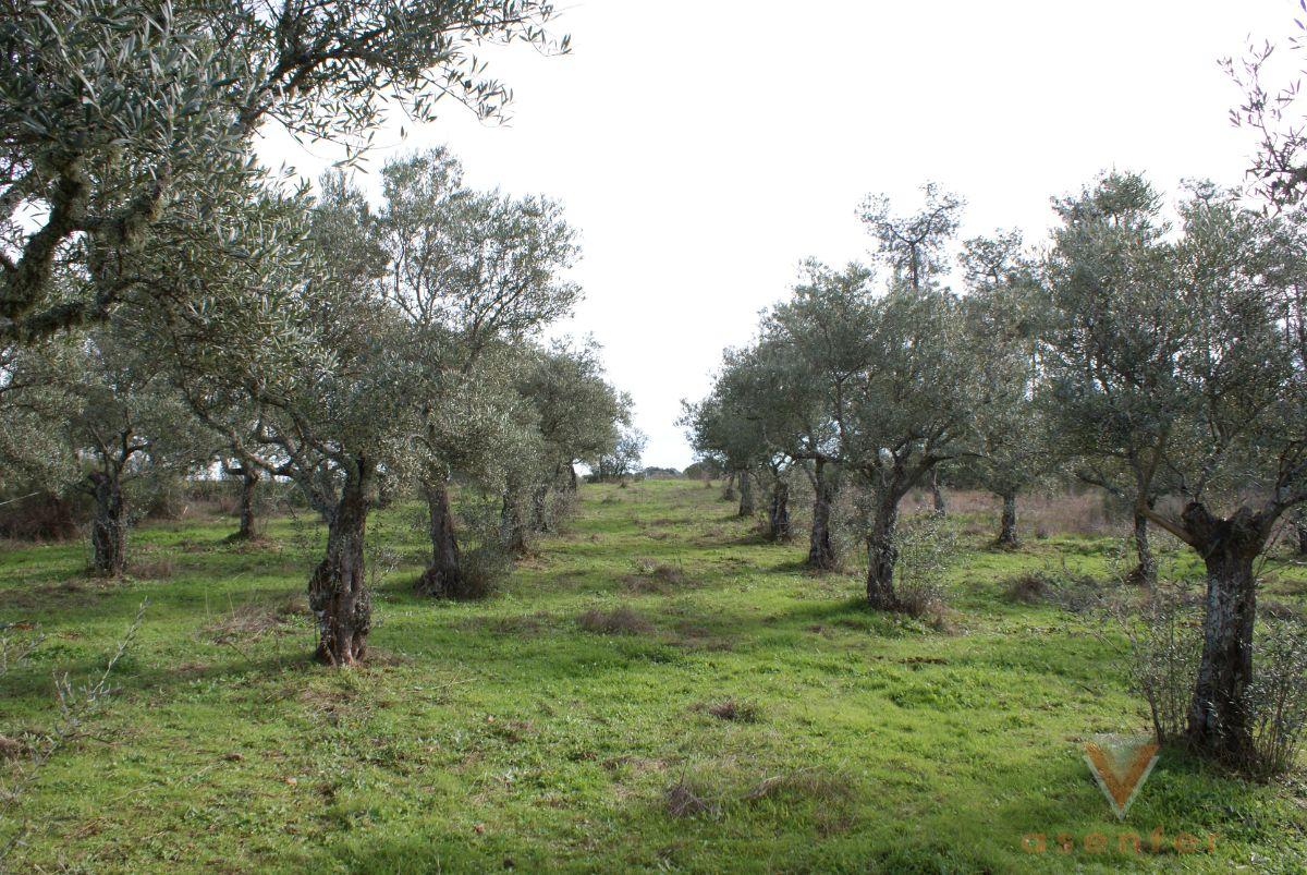 For sale of land in Valverde del Fresno