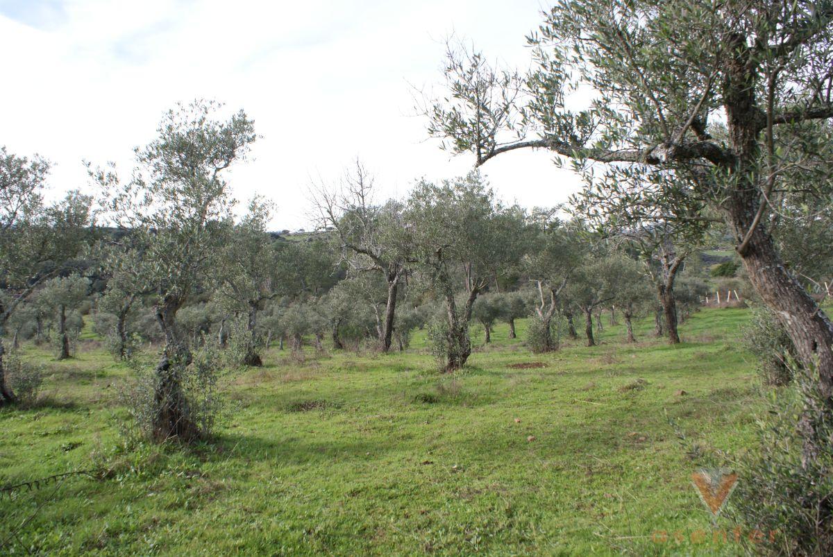 For sale of land in Valverde del Fresno