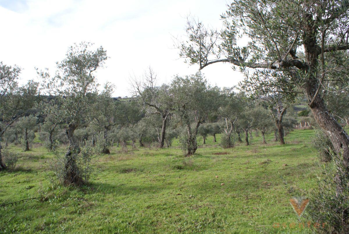 Venta de terreno en Valverde del Fresno