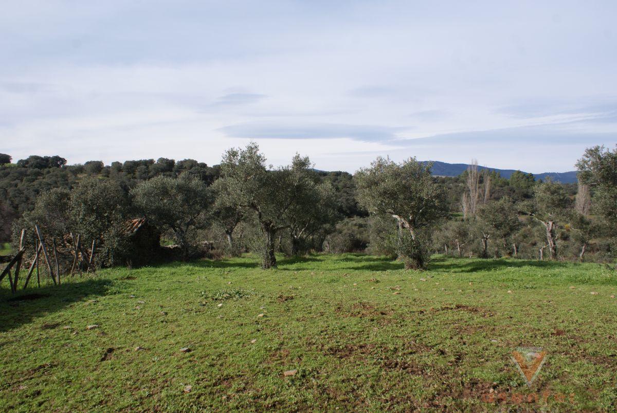 For sale of land in Valverde del Fresno