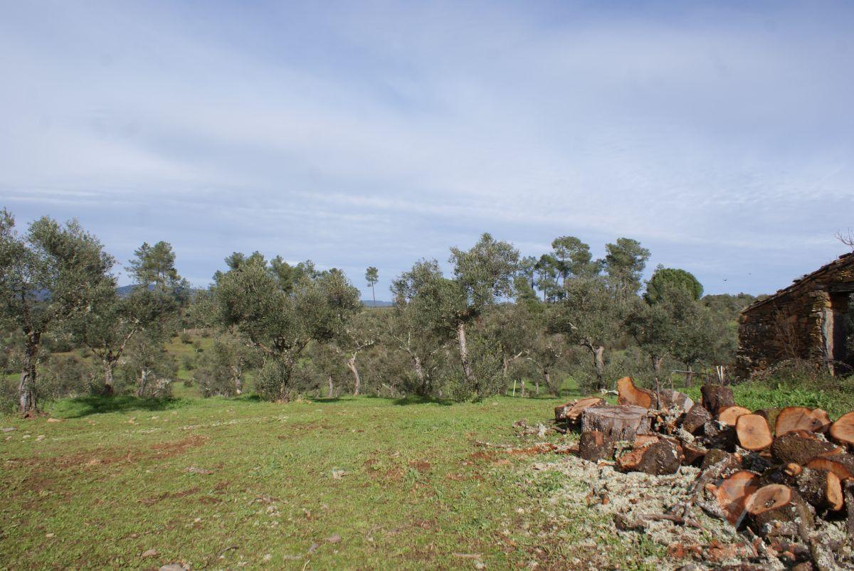 For sale of land in Valverde del Fresno