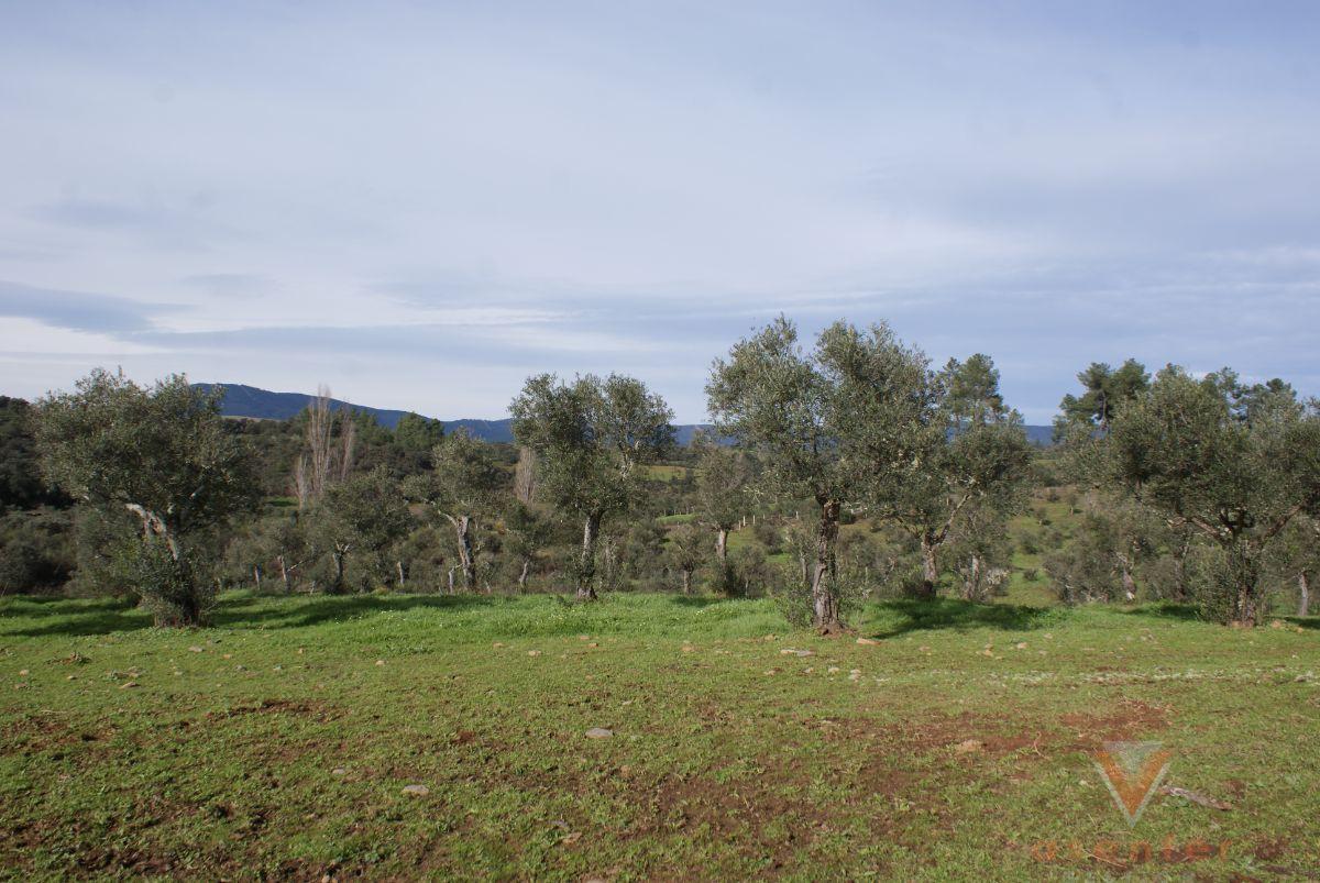 For sale of land in Valverde del Fresno