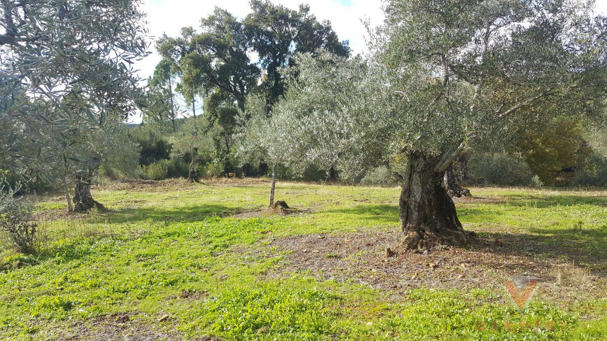 Venta de terreno en Valverde del Fresno