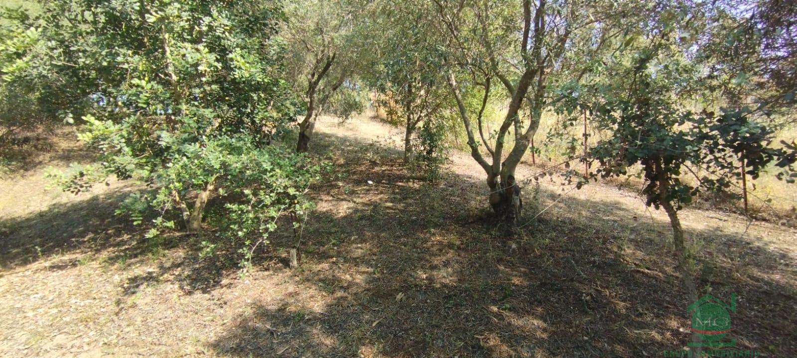 Venta de finca rústica en Jimena de la Frontera