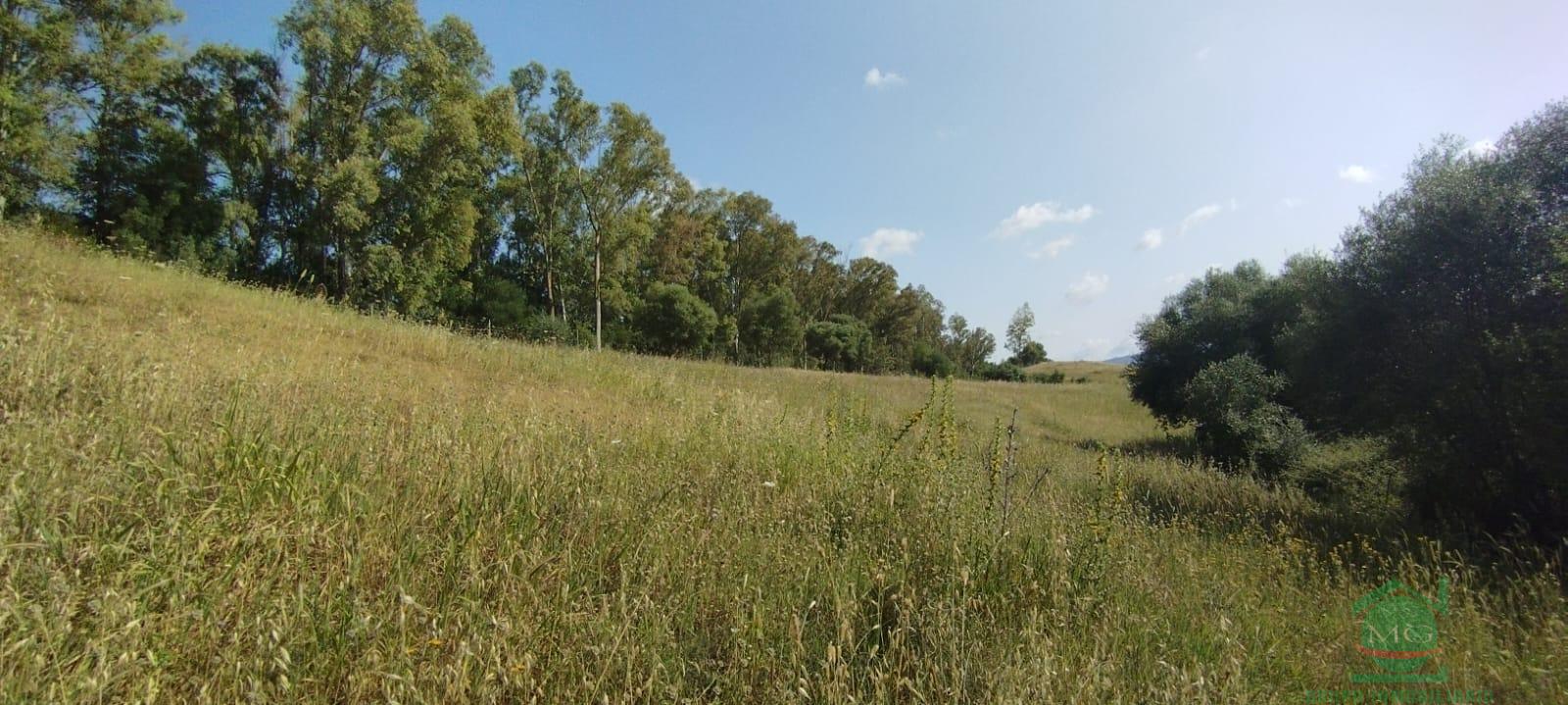 Venta de finca rústica en Jimena de la Frontera