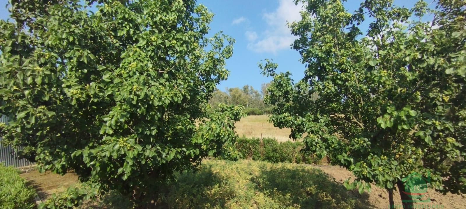 For sale of rural property in Jimena de la Frontera