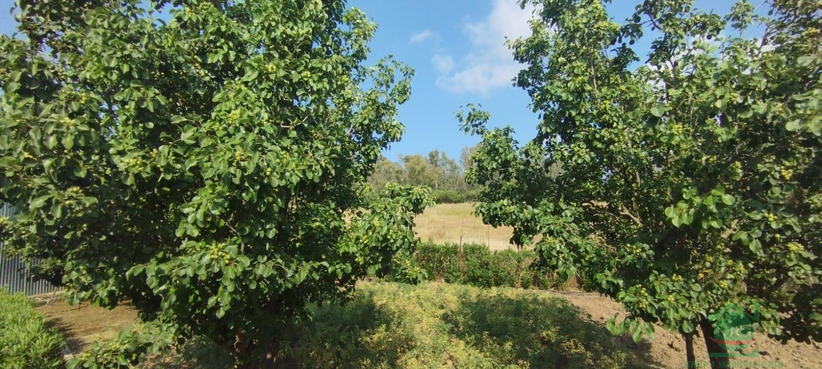 Venta de finca rústica en Jimena de la Frontera