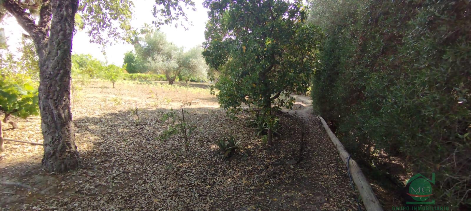 Venta de finca rústica en Jimena de la Frontera