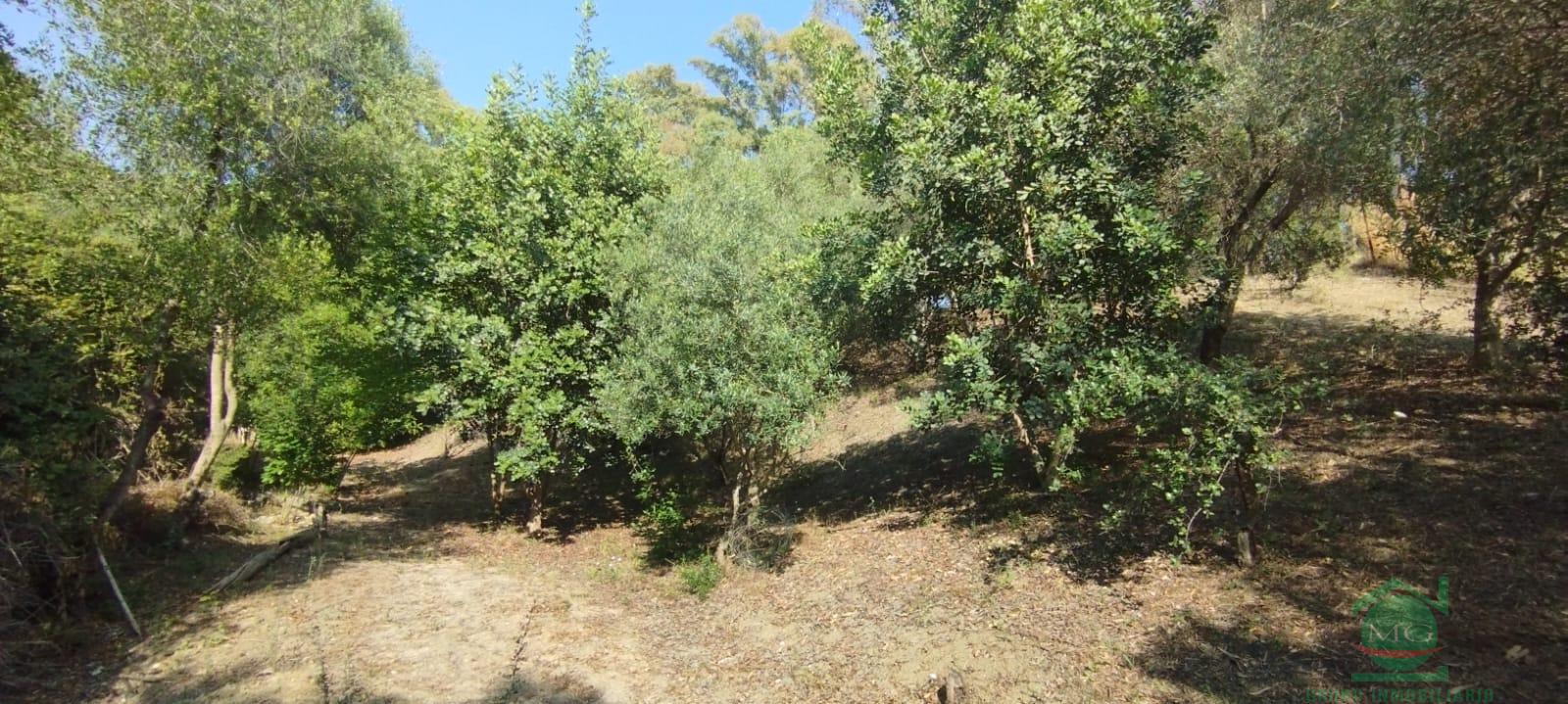 Venta de finca rústica en Jimena de la Frontera