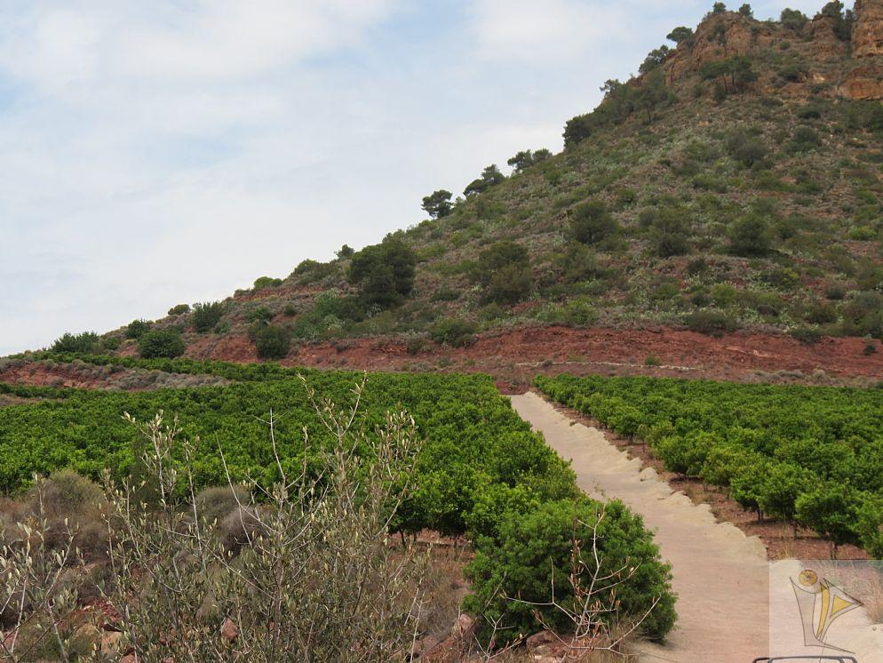For sale of land in Albalat dels Tarongers