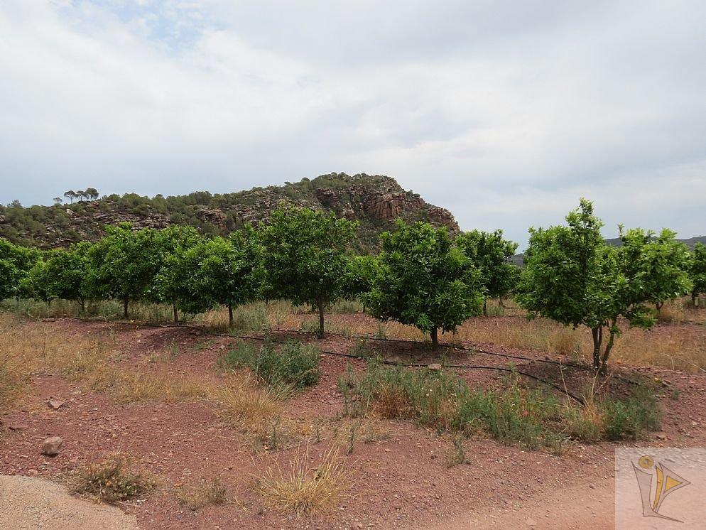 For sale of land in Albalat dels Tarongers