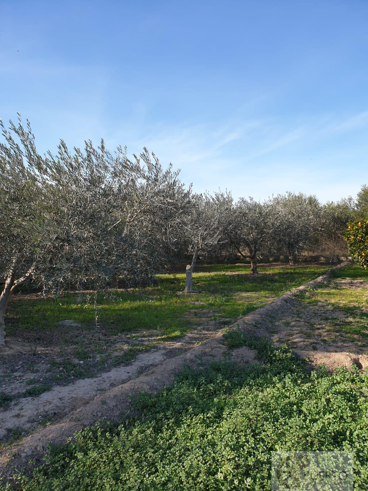 For sale of rural property in Javali Viejo