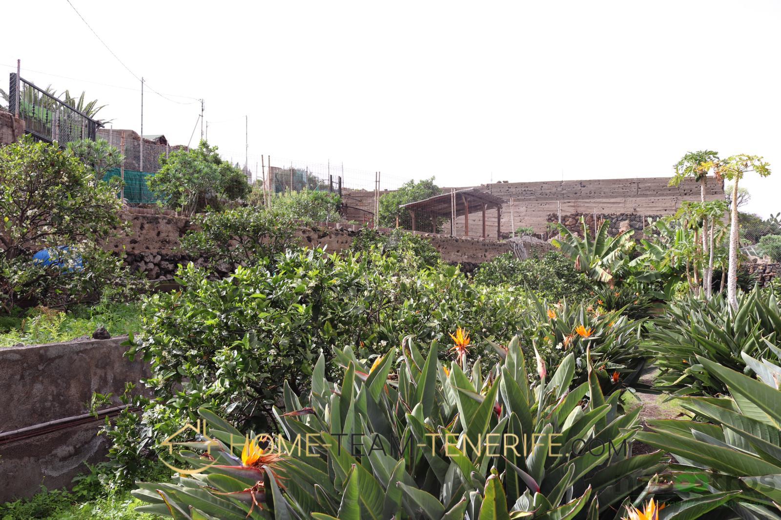For sale of rural property in Icod de los Vinos