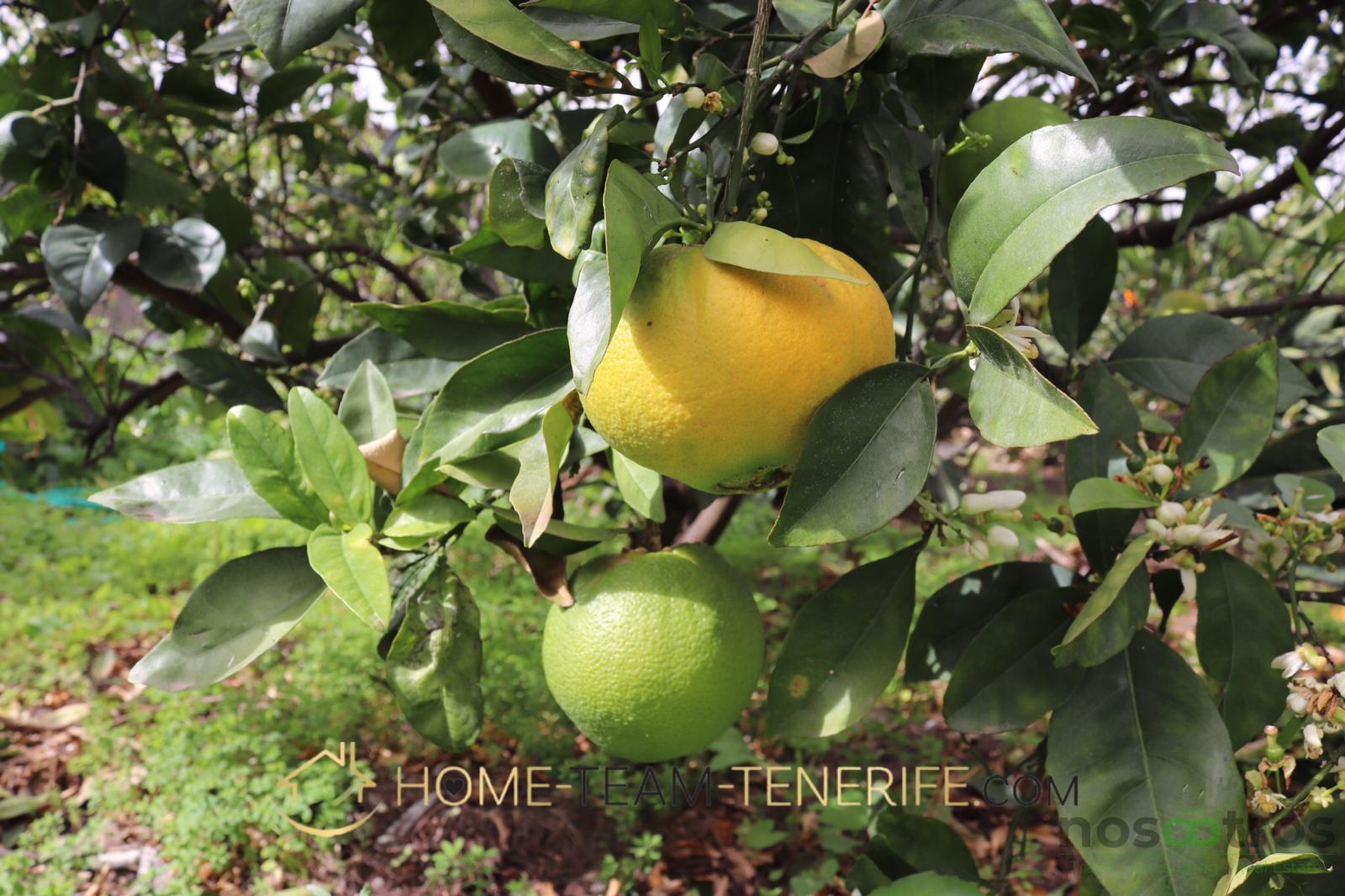 For sale of rural property in Icod de los Vinos