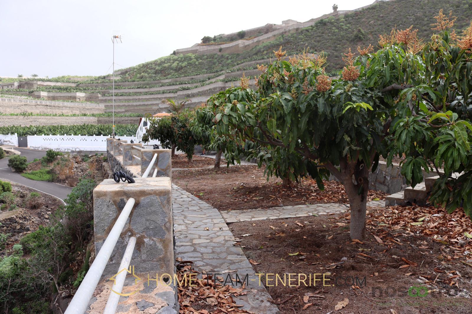 For sale of rural property in Icod de los Vinos