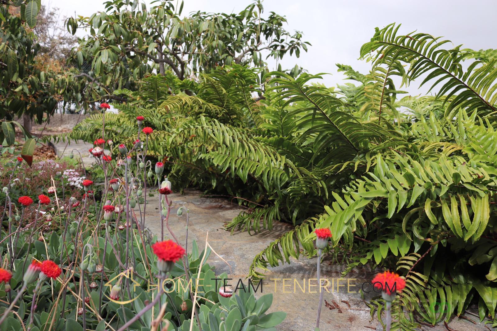 For sale of rural property in Icod de los Vinos