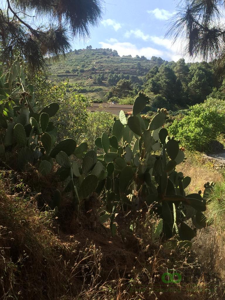 For sale of land in Icod de los Vinos