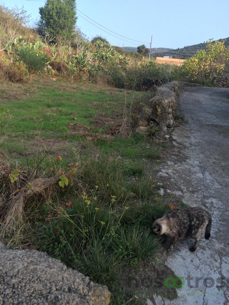 For sale of land in Icod de los Vinos