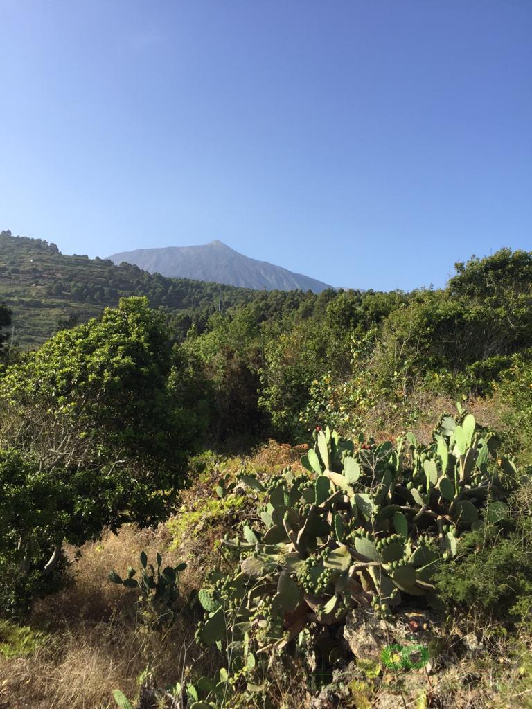 For sale of land in Icod de los Vinos