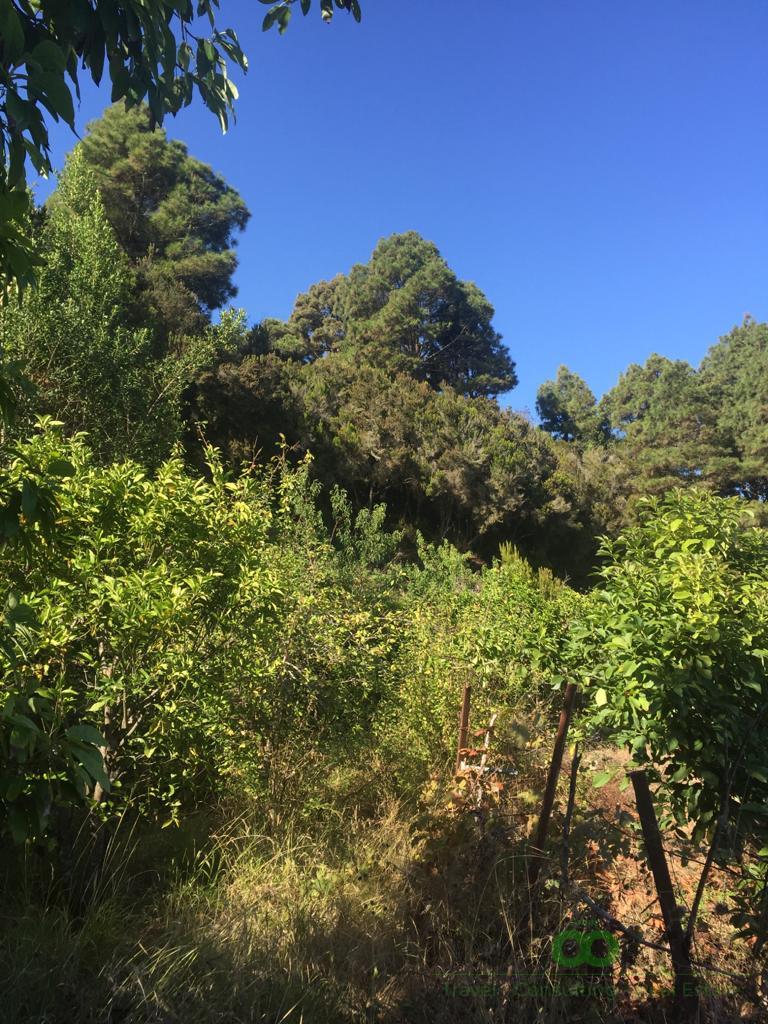 For sale of land in Icod de los Vinos