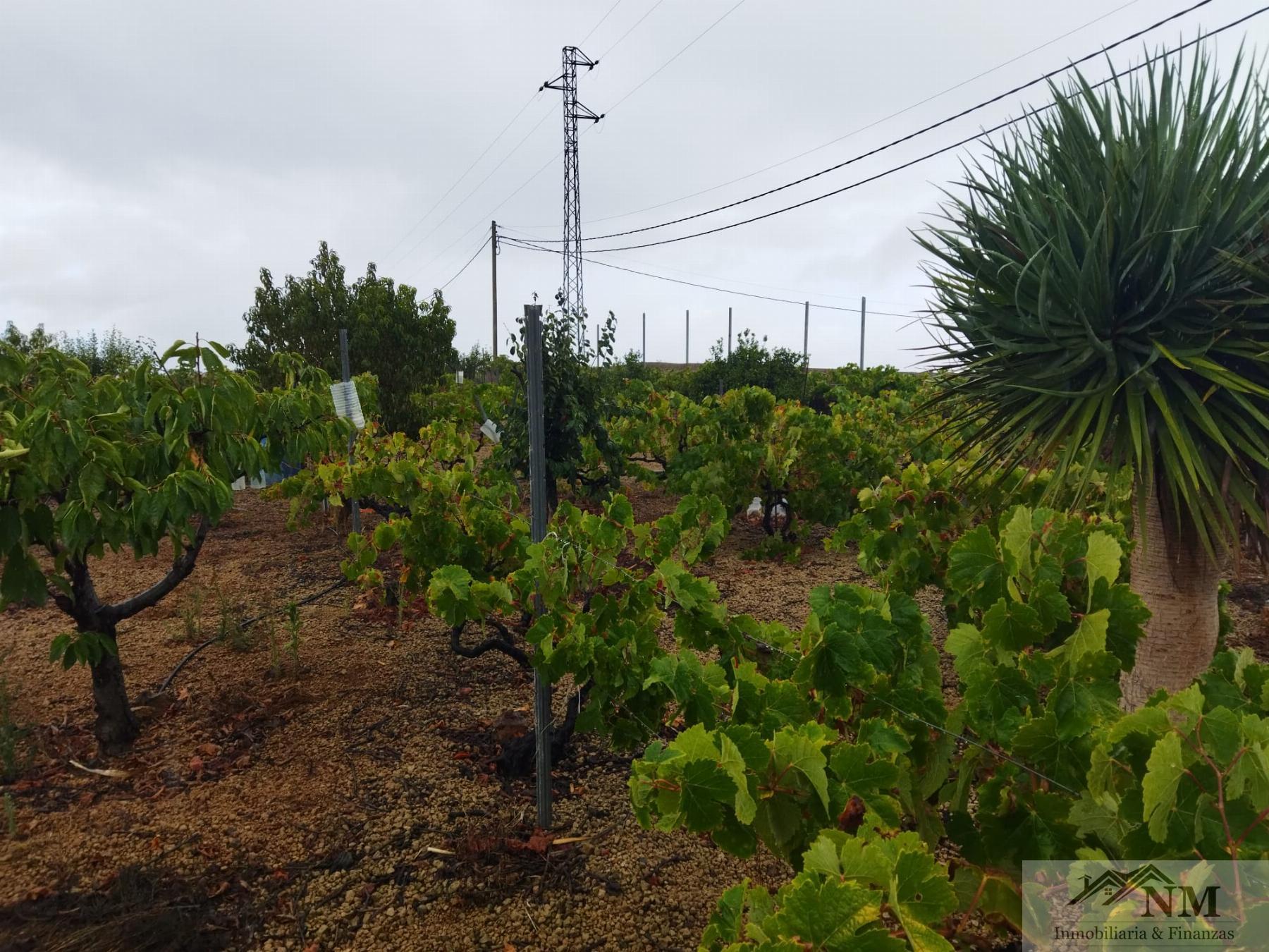 Venta de finca rústica en Granadilla de Abona