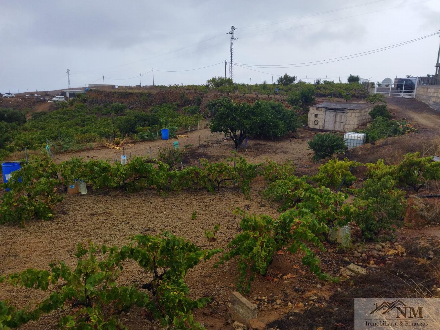 Venta de finca rústica en Granadilla de Abona