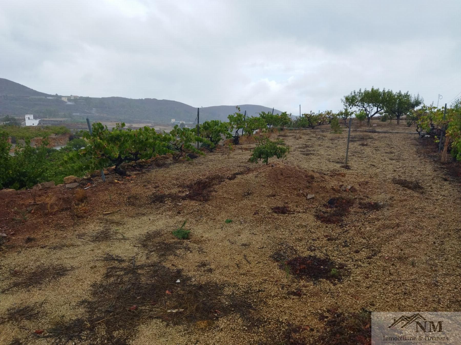 Venta de finca rústica en Granadilla de Abona