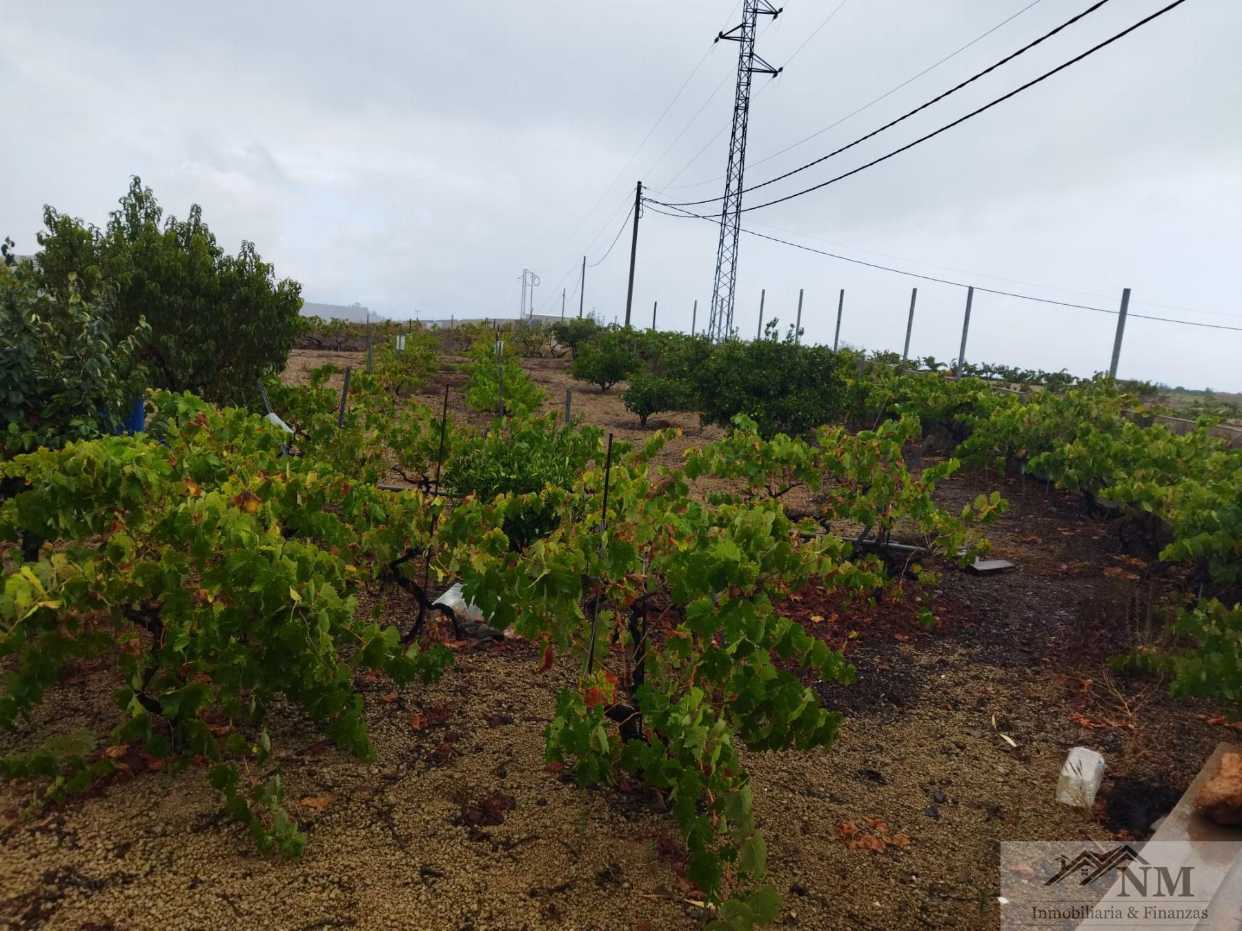 Venta de finca rústica en Granadilla de Abona