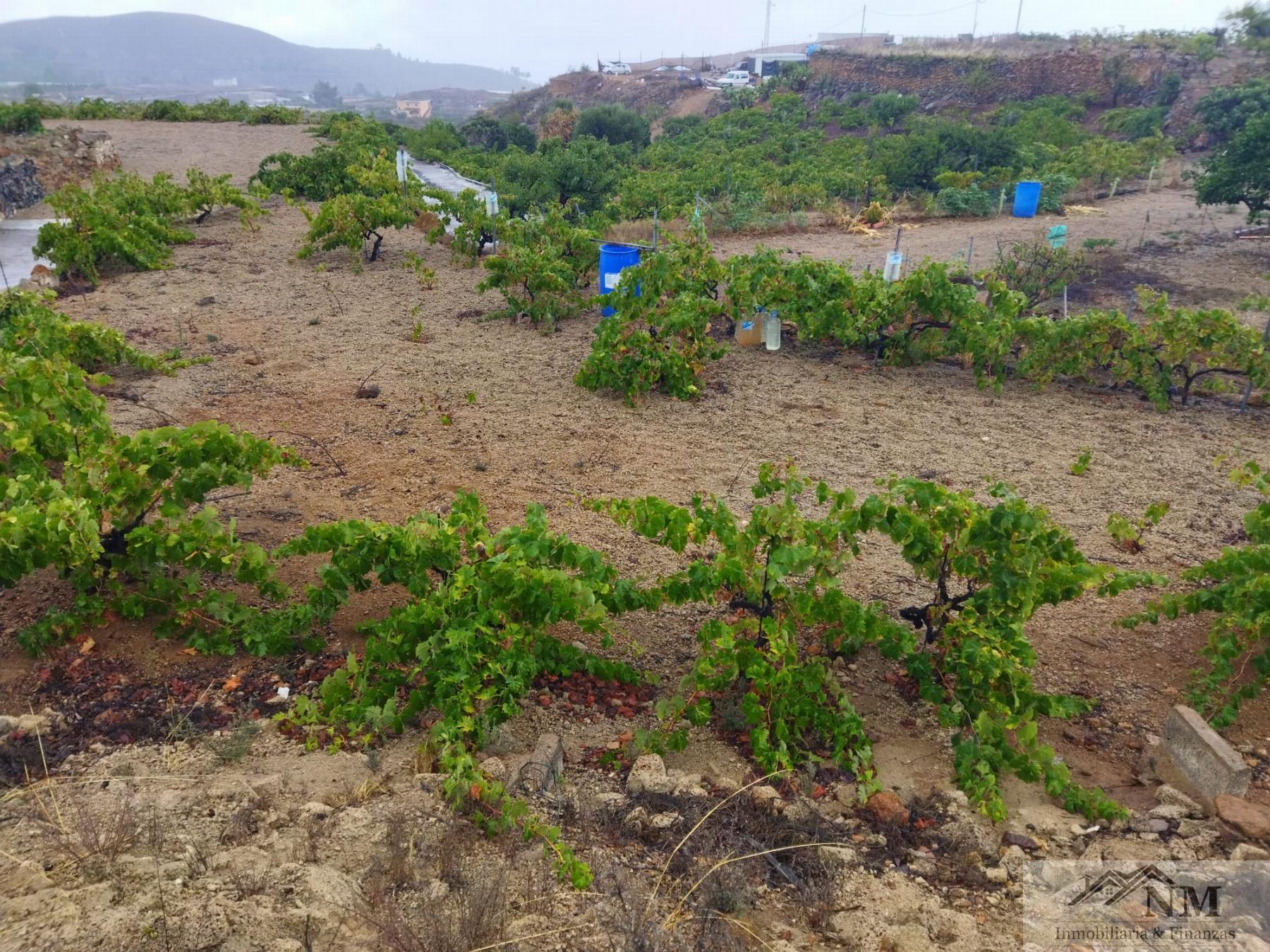 Venta de finca rústica en Granadilla de Abona
