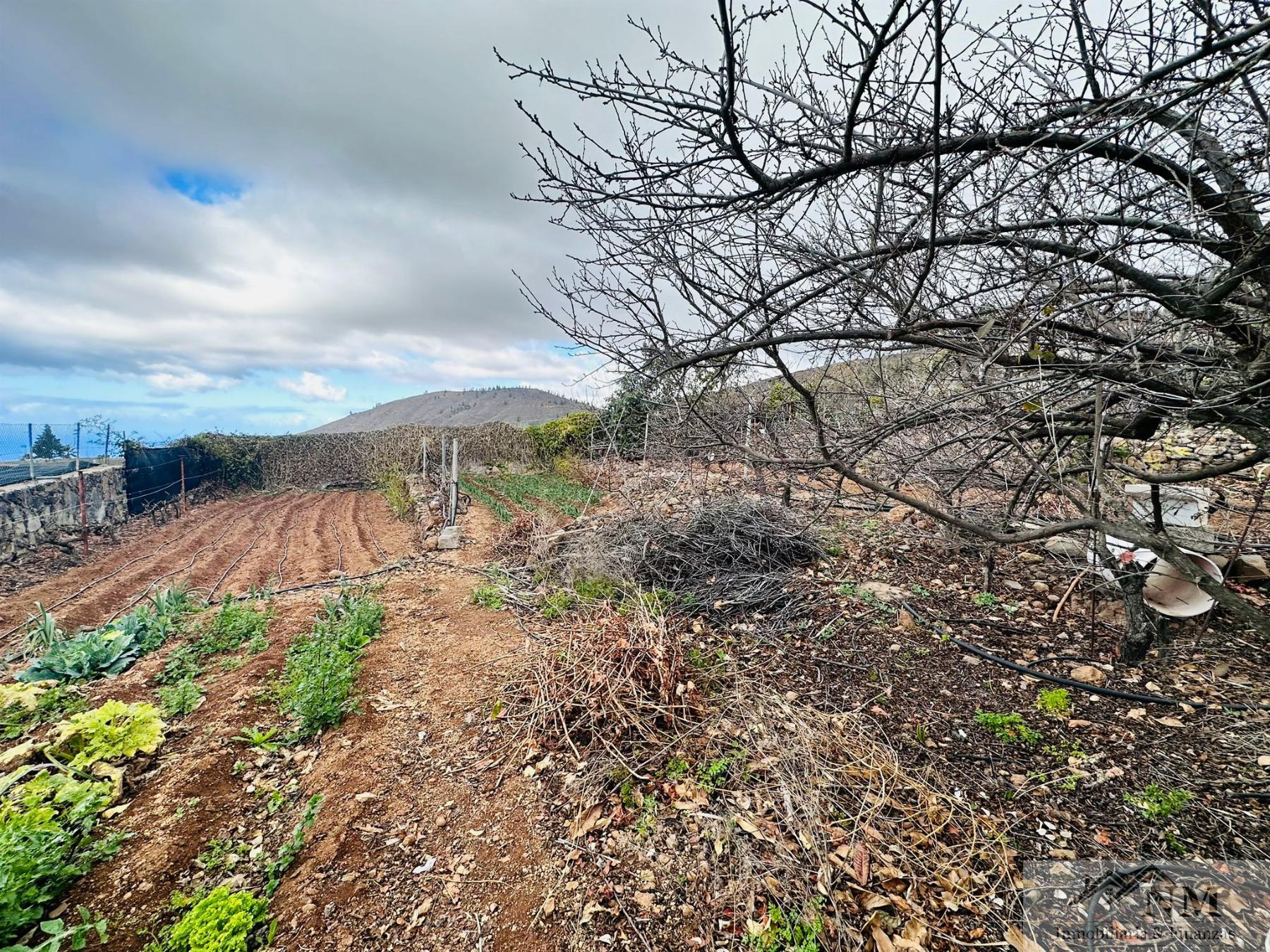 Venta de finca rústica en Guía de Isora Venta de finca rústica en Guía de Isora