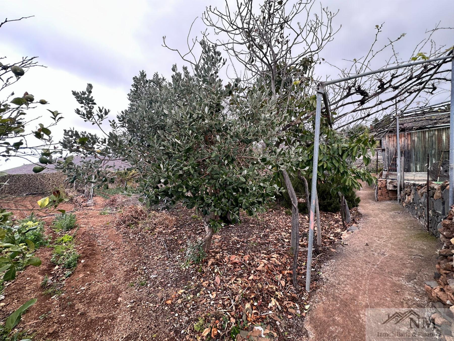 Venta de finca rústica en Guía de Isora Venta de finca rústica en Guía de Isora