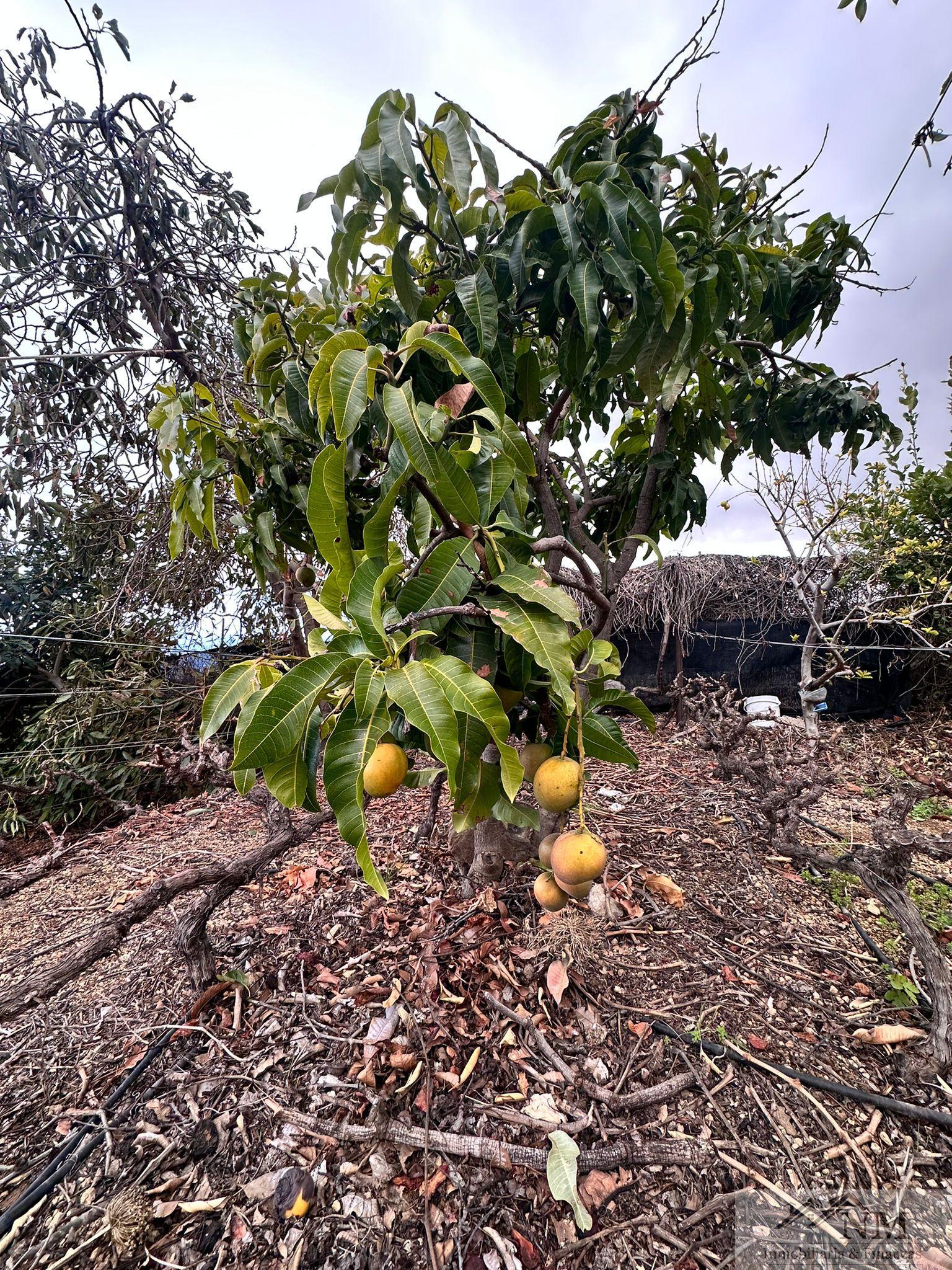 Venta de finca rústica en Guía de Isora Venta de finca rústica en Guía de Isora