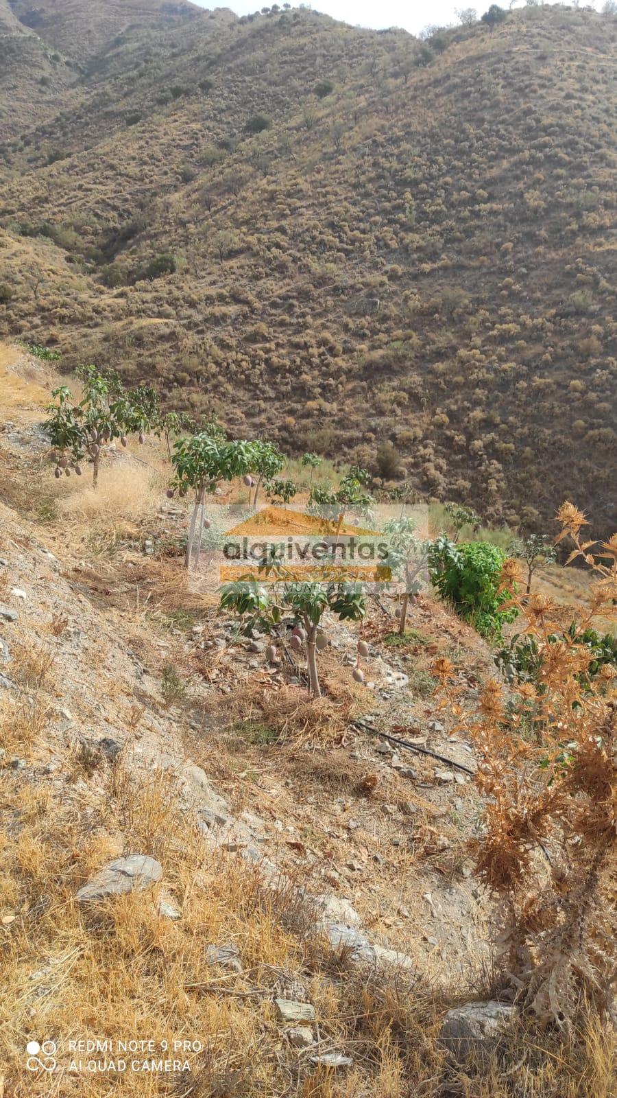 Venta de finca rústica en La Herradura