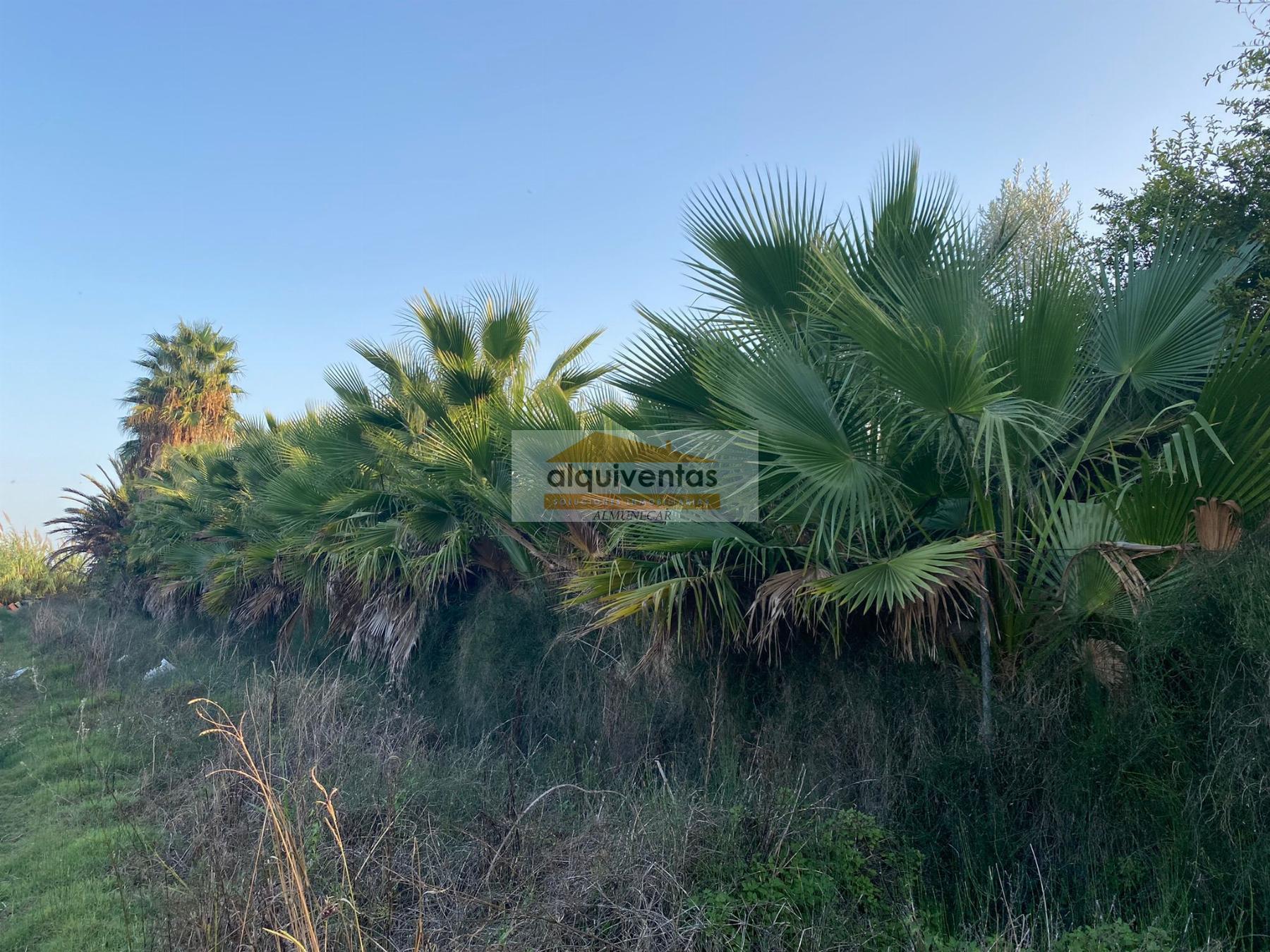 Venta de finca rústica en Salobreña