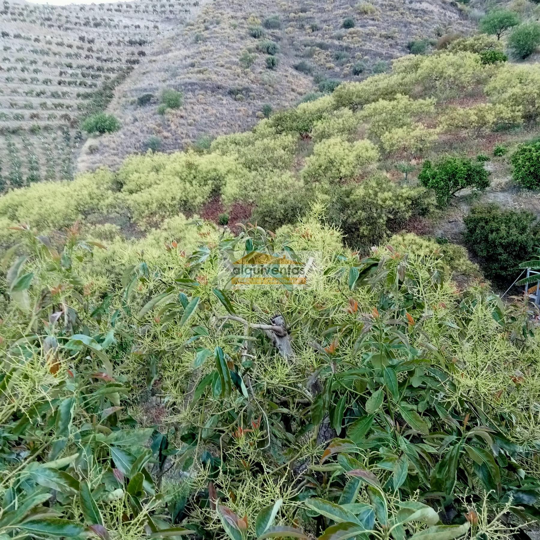Venta de finca rústica en La Herradura