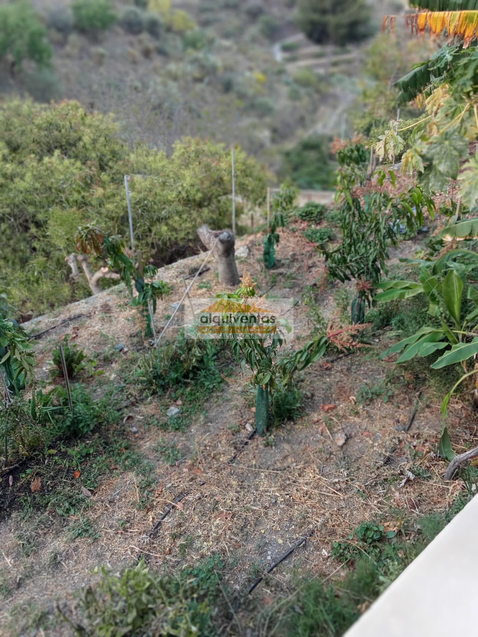 Venta de finca rústica en Almuñécar