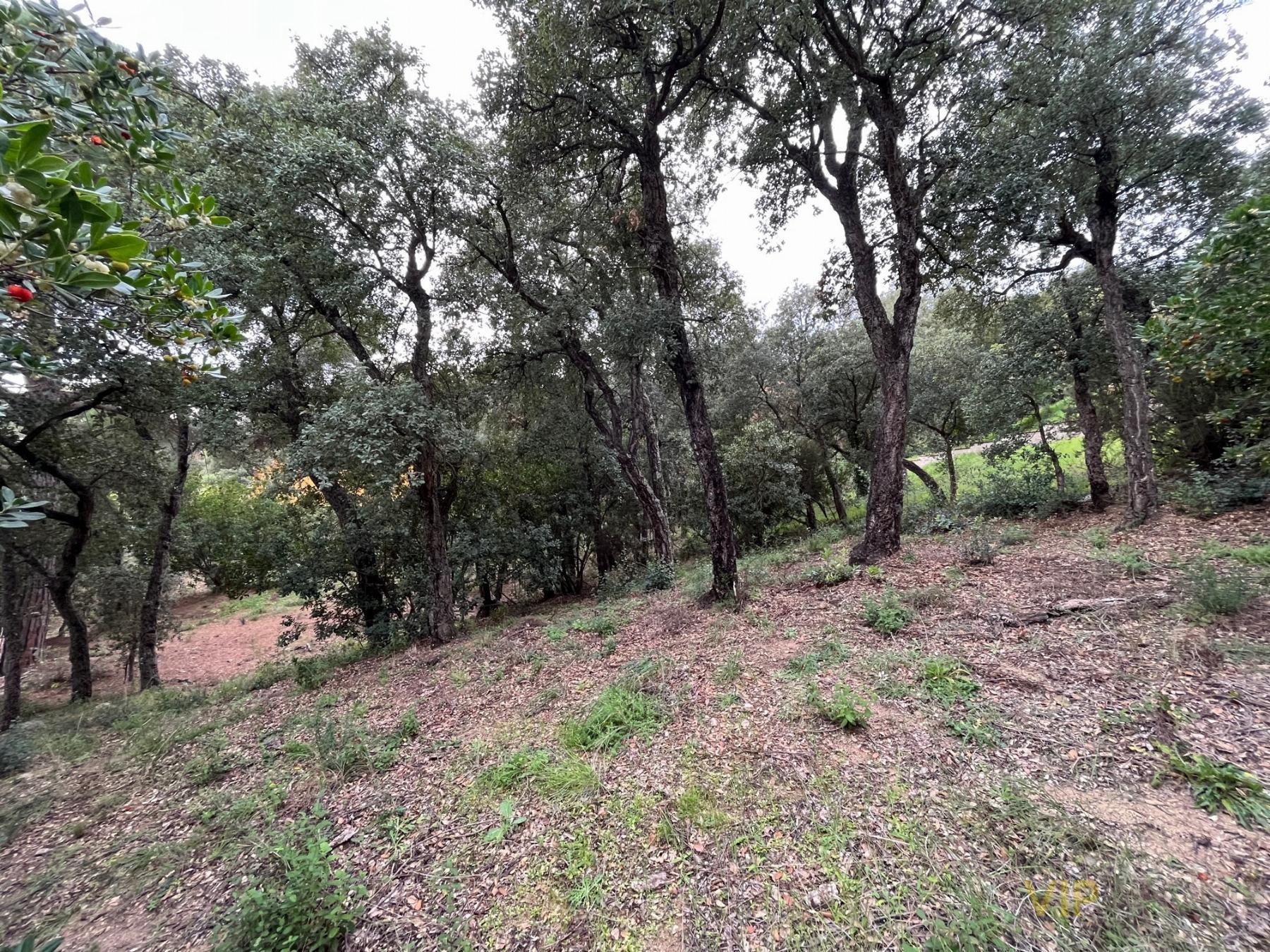 For sale of land in Santa Cristina D´aro