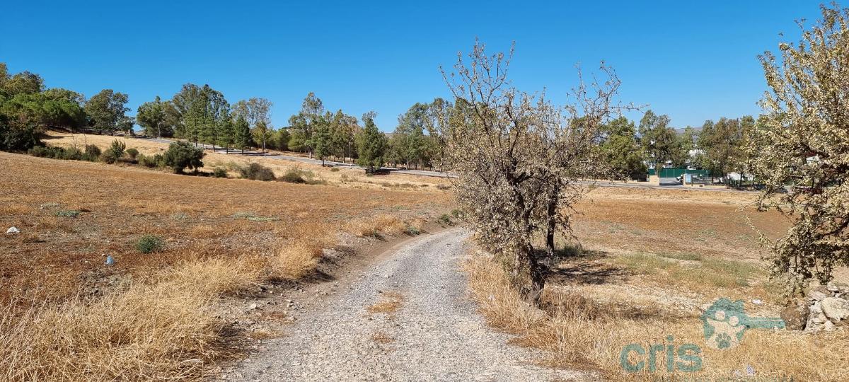 For sale of land in Antequera