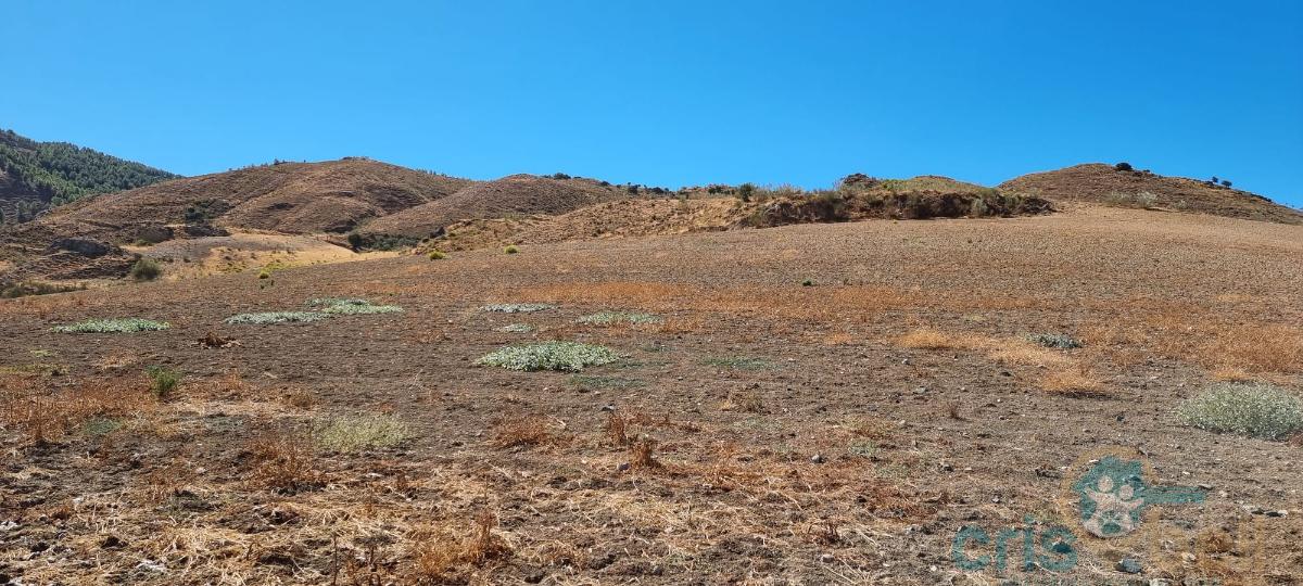 Venta de terreno en Antequera