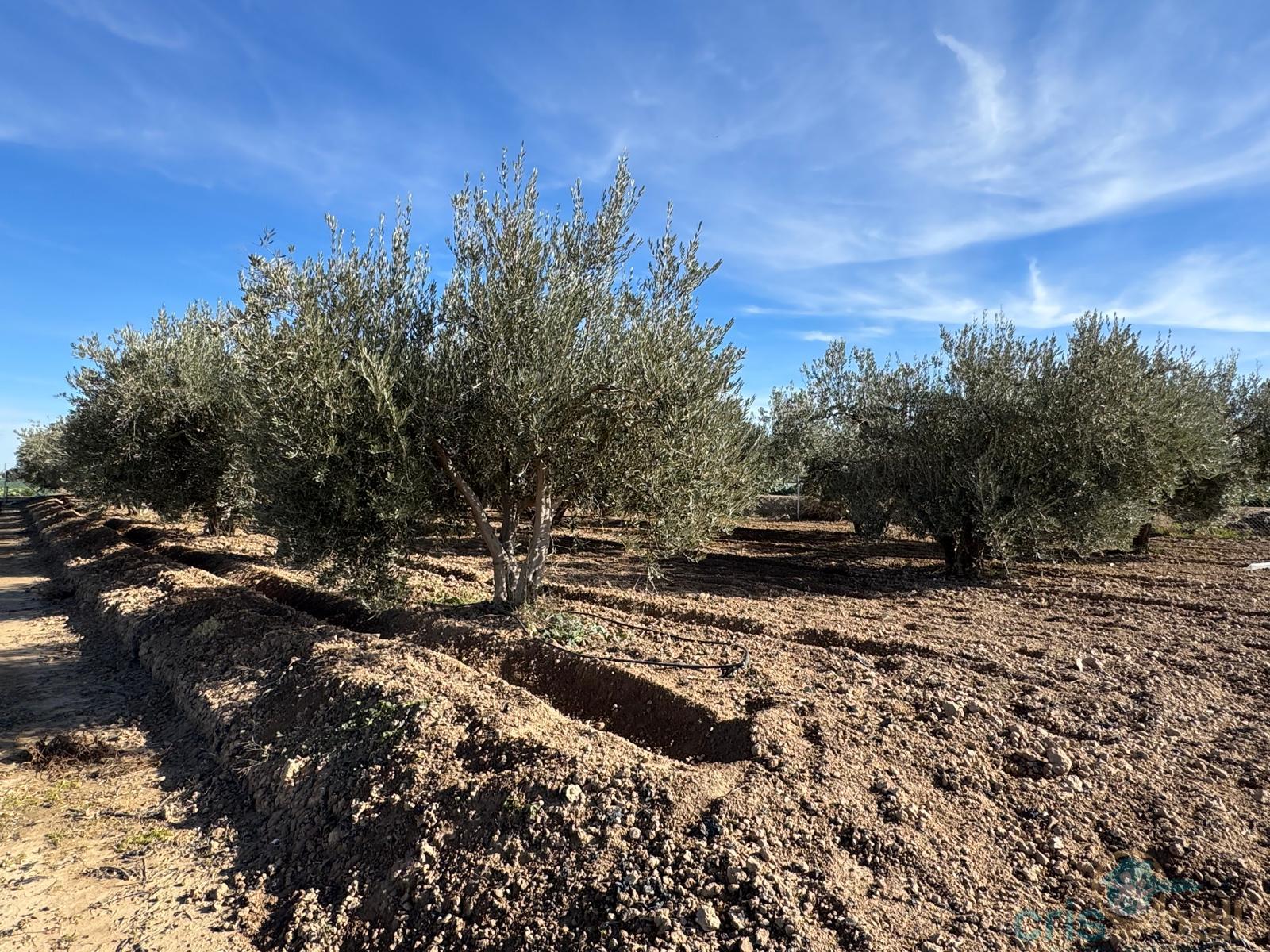 For sale of land in Lorca