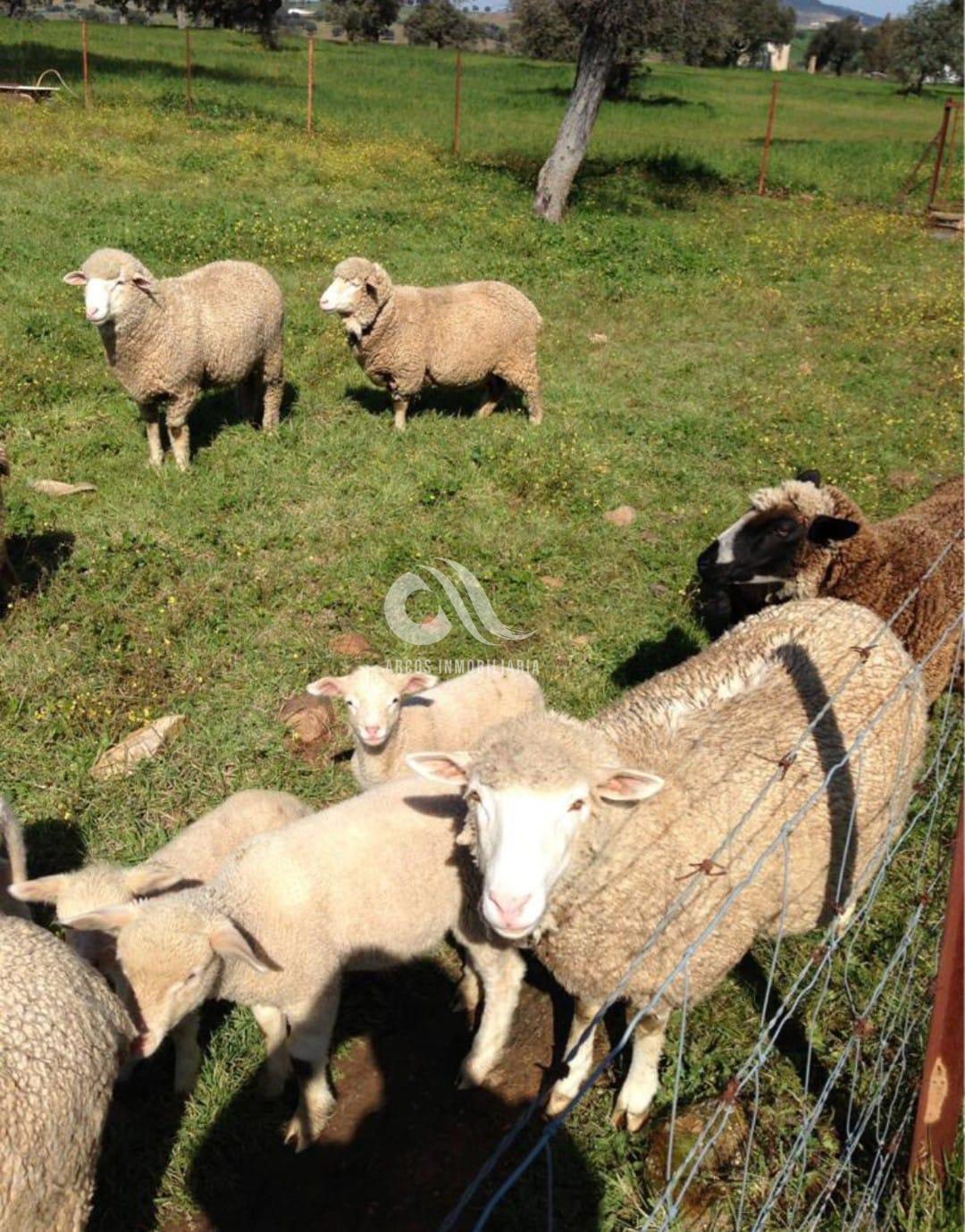 Venta de finca rústica en Peñarroya-Pueblonuevo