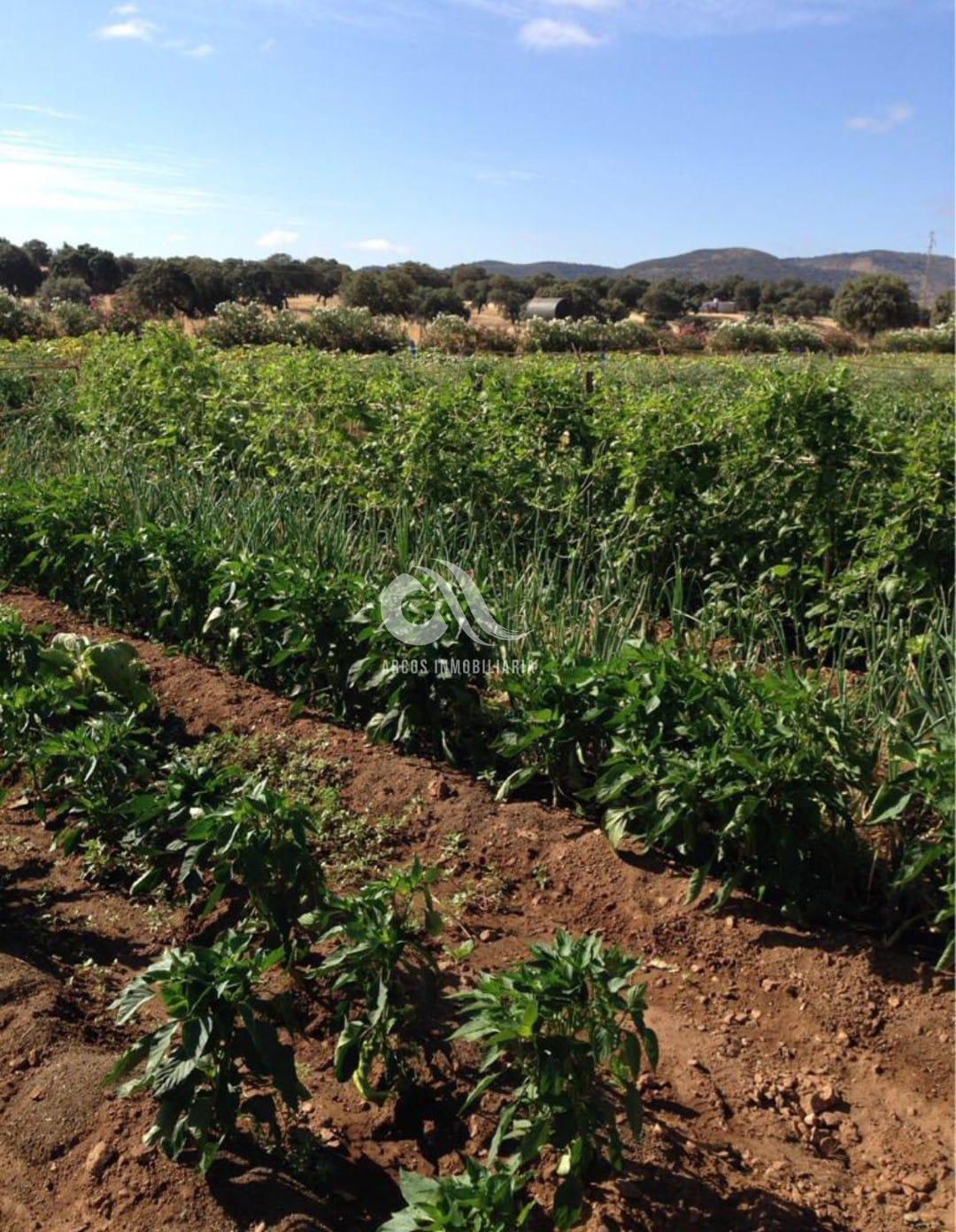 Venta de finca rústica en Peñarroya-Pueblonuevo