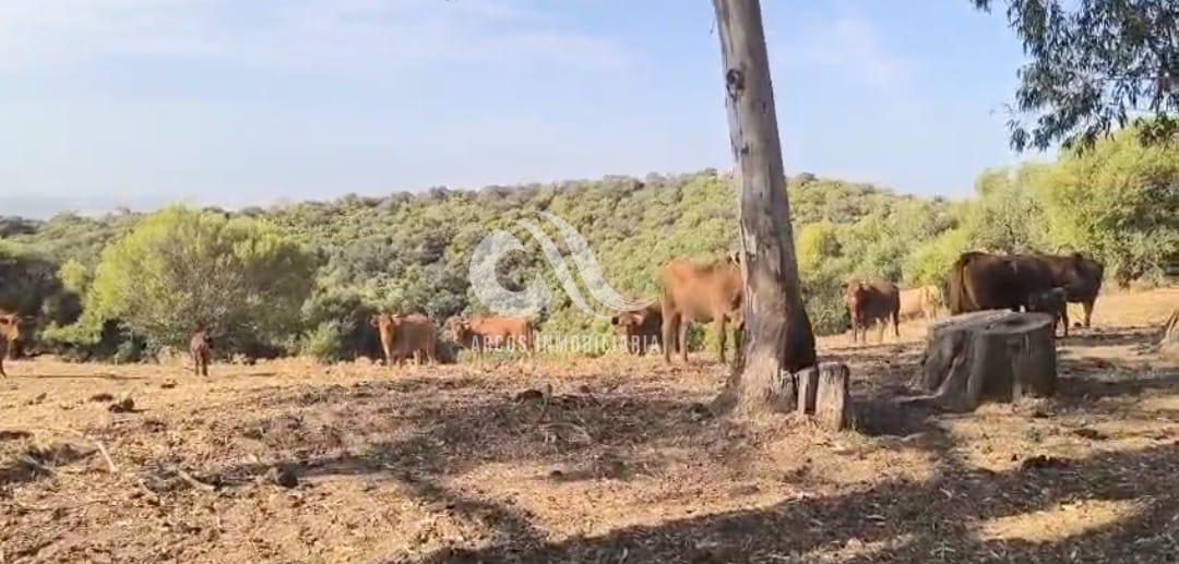 Venta de finca rústica en Córdoba