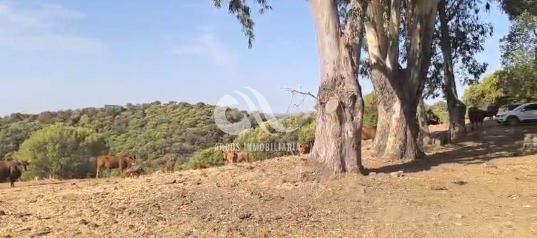 Venta de finca rústica en Córdoba