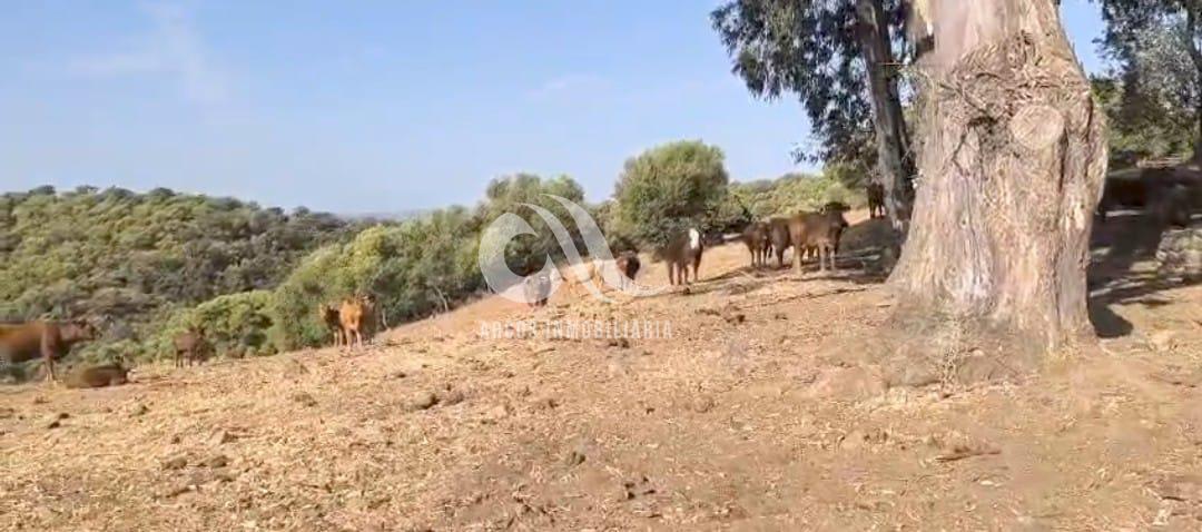 Venta de finca rústica en Córdoba